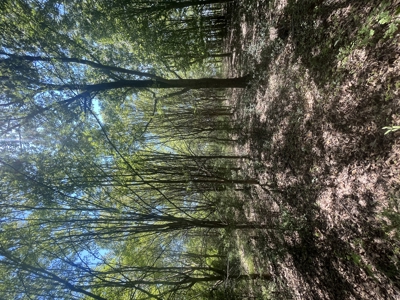 389 Acres Hunting & Timberland with Cabin-Autauga County, Alabama - image 26