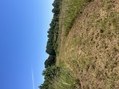 389 Acres Hunting & Timberland with Cabin-Autauga County, Alabama - image 35