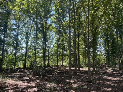 389 Acres Hunting & Timberland with Cabin-Autauga County, Alabama - image 31