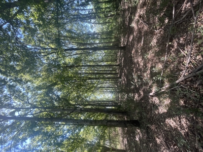 389 Acres Hunting & Timberland with Cabin-Autauga County, Alabama - image 25