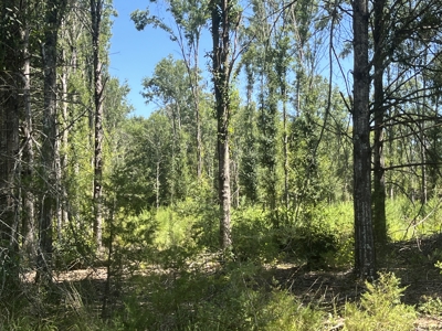 389 Acres Hunting & Timberland with Cabin-Autauga County, Alabama - image 36