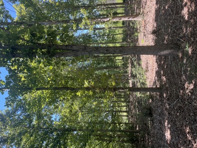 389 Acres Hunting & Timberland with Cabin-Autauga County, Alabama - image 30