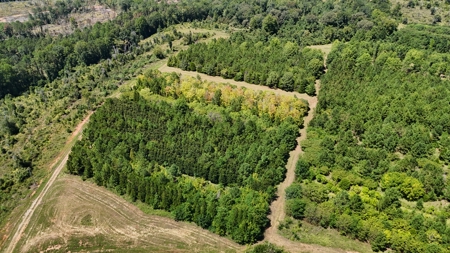 389 Acres Hunting & Timberland with Cabin-Autauga County, Alabama - image 45