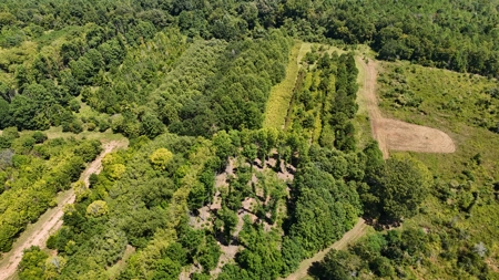 389 Acres Hunting & Timberland with Cabin-Autauga County, Alabama - image 50