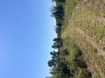 389 Acres Hunting & Timberland with Cabin-Autauga County, Alabama - image 38