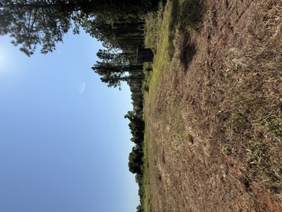 389 Acres Hunting & Timberland with Cabin-Autauga County, Alabama - image 18