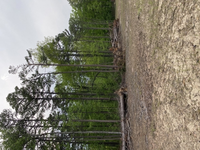 12.5 mostly wooded acres on South Mountain in Marshall, AR - image 2