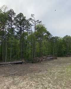 12.5 mostly wooded acres on South Mountain in Marshall, AR - image 6