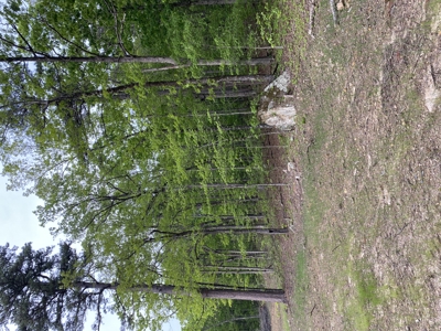 12.5 mostly wooded acres on South Mountain in Marshall, AR - image 7
