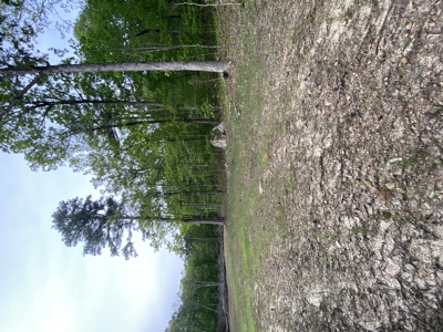 12.5 mostly wooded acres on South Mountain in Marshall, AR - image 11