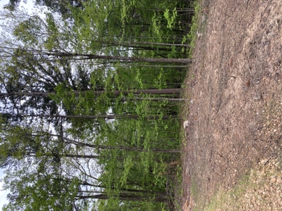 12.5 mostly wooded acres on South Mountain in Marshall, AR - image 3
