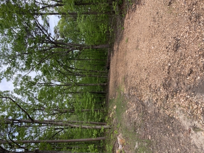 12.5 mostly wooded acres on South Mountain in Marshall, AR - image 4