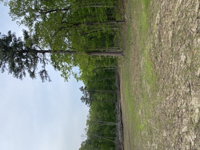12.5 mostly wooded acres on South Mountain in Marshall, AR - image 1