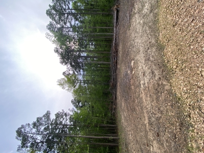 12.5 mostly wooded acres on South Mountain in Marshall, AR - image 10