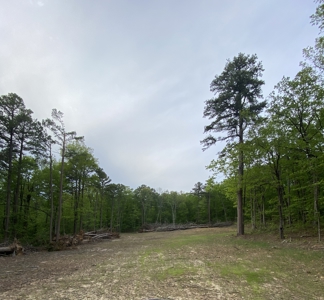12.5 mostly wooded acres on South Mountain in Marshall, AR - image 8