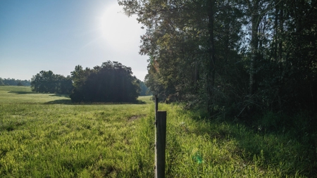 Golden Pines Ranch 235 Acres in Stone County MS - image 17