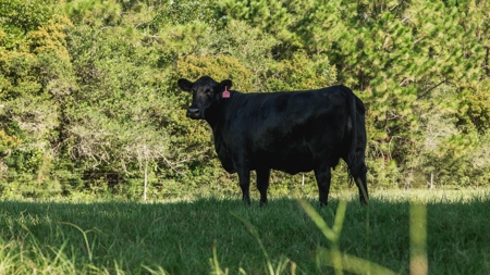 Golden Pines Ranch 235 Acres in Stone County MS - image 11