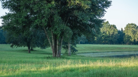 Golden Pines Ranch 235 Acres in Stone County MS - image 46