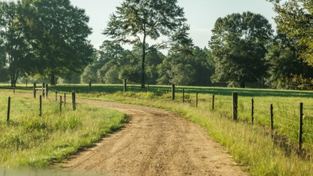 Golden Pines Ranch 235 Acres in Stone County MS - image 15