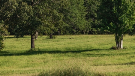 Golden Pines Ranch 235 Acres in Stone County MS - image 13