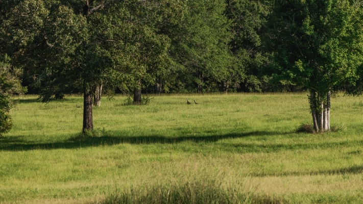 Golden Pines Ranch 235 Acres in Stone County MS