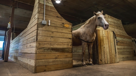 Golden Pines Ranch 235 Acres in Stone County MS - image 7