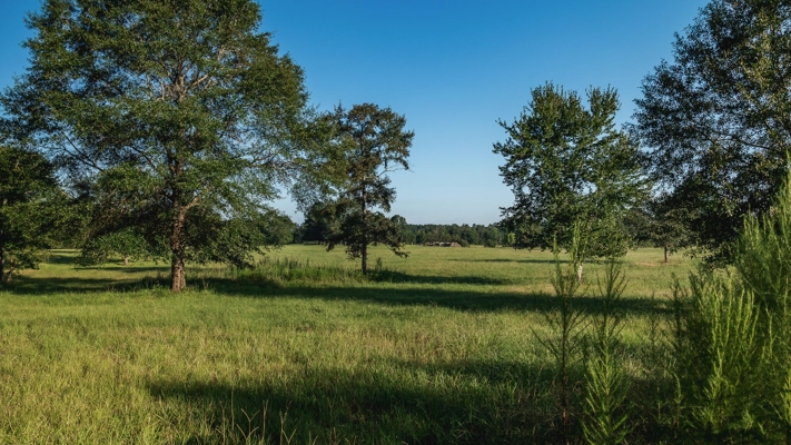 Golden Pines Ranch 235 Acres in Stone County MS