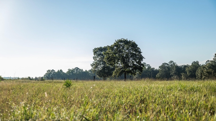 Golden Pines Ranch 235 Acres in Stone County MS
