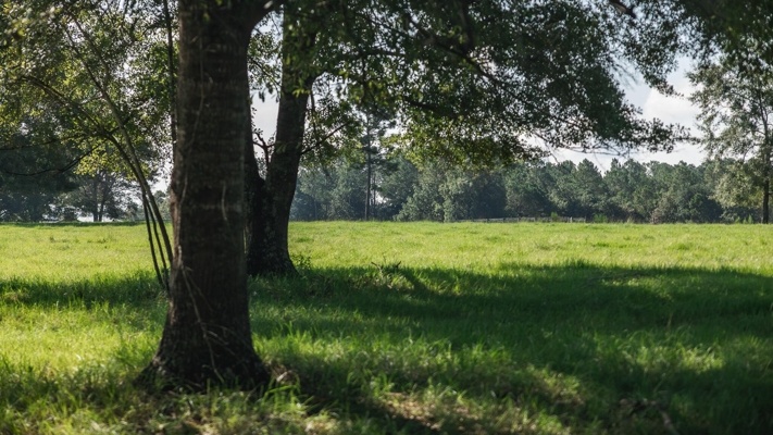 Golden Pines Ranch 235 Acres in Stone County MS