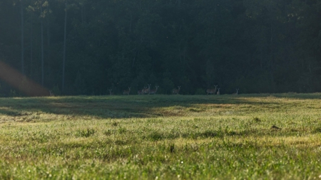 Golden Pines Ranch 235 Acres in Stone County MS - image 12