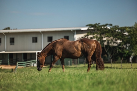Golden Pines Ranch 235 Acres in Stone County MS - image 4