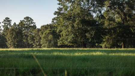 Golden Pines Ranch 235 Acres in Stone County MS - image 42