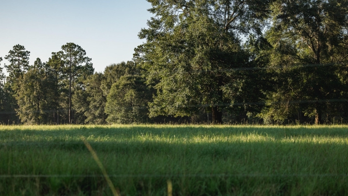 Golden Pines Ranch 235 Acres in Stone County MS