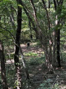 Prime Northwest Ar 40 Ac Madison County Hunting Land For Sale - image 23