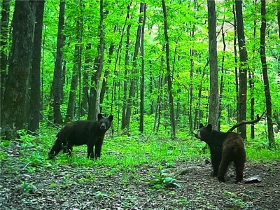 Prime Northwest Ar 40 Ac Madison County Hunting Land For Sale - image 3