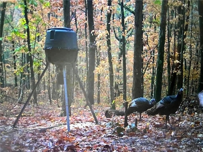 Prime Northwest Ar 40 Ac Madison County Hunting Land For Sale - image 6