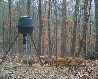 Prime Northwest Ar 40 Ac Madison County Hunting Land For Sale - image 7