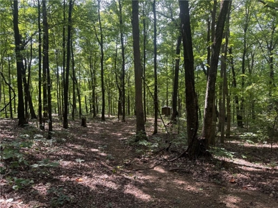 Prime Northwest Ar 40 Ac Madison County Hunting Land For Sale - image 26