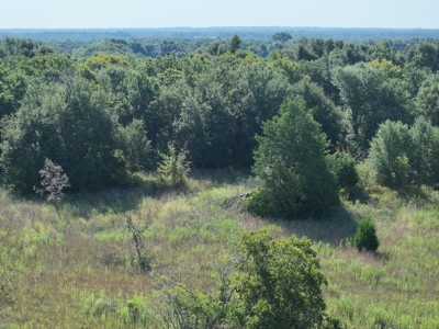 Unrestricted 57 Acres on CR 935 – Build, Hunt, or Ranch - image 11