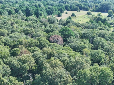 Unrestricted 57 Acres on CR 935 – Build, Hunt, or Ranch - image 13