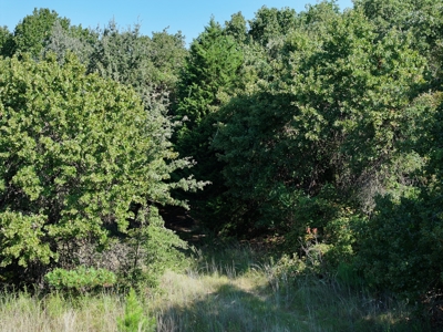 Unrestricted 57 Acres on CR 935 – Build, Hunt, or Ranch - image 17