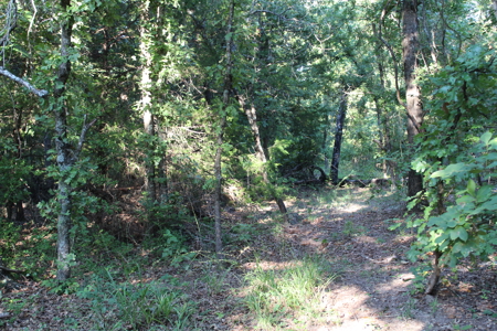 Unrestricted 57 Acres on CR 935 – Build, Hunt, or Ranch - image 31