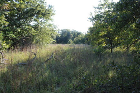Unrestricted 57 Acres on CR 935 – Build, Hunt, or Ranch - image 30
