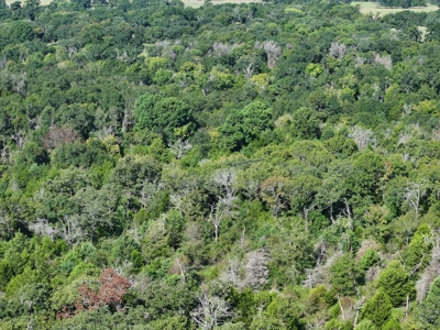 Unrestricted 57 Acres on CR 935 – Build, Hunt, or Ranch - image 16