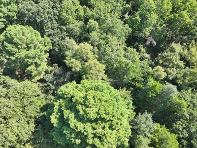 Unrestricted 57 Acres on CR 935 – Build, Hunt, or Ranch - image 26