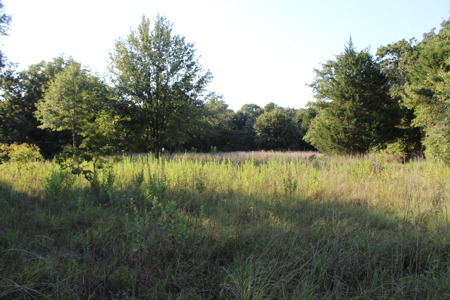 Unrestricted 57 Acres on CR 935 – Build, Hunt, or Ranch - image 38