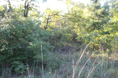 Unrestricted 57 Acres on CR 935 – Build, Hunt, or Ranch - image 34