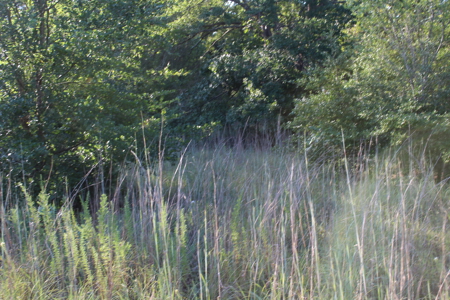 Unrestricted 57 Acres on CR 935 – Build, Hunt, or Ranch - image 33