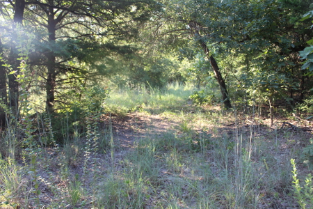 Unrestricted 57 Acres on CR 935 – Build, Hunt, or Ranch - image 29