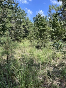 80 Acres in Kirbyville Texas! - Land with timber and creek access - image 3